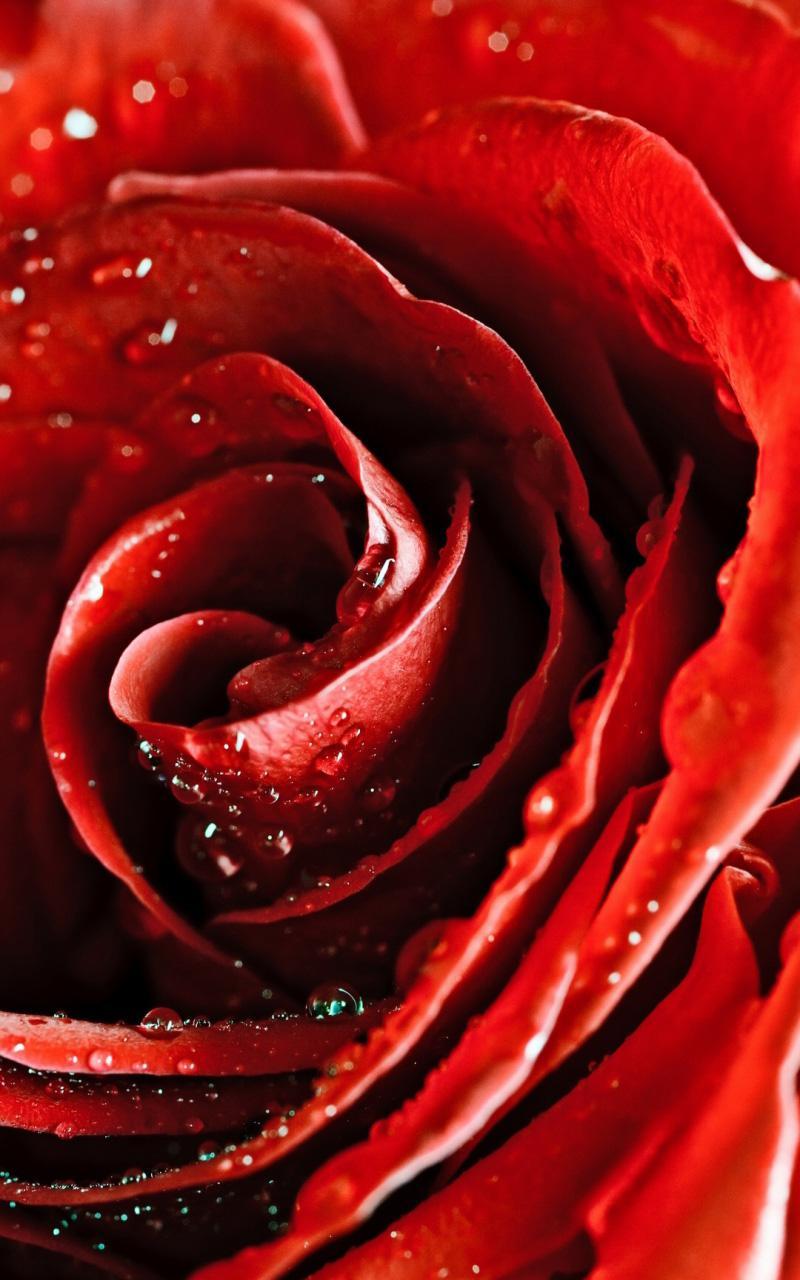 Red Rose Live Wallpaper